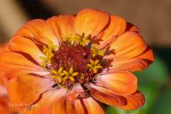 Zinnia elegans